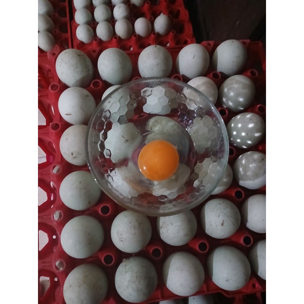 

telur bebek mentah