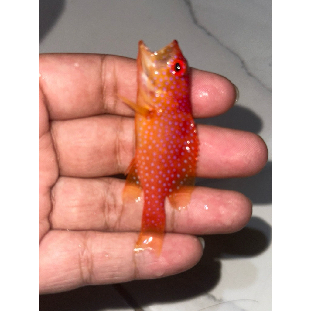 ikan hias kerapu lodi kerapu sunu merah size kecil