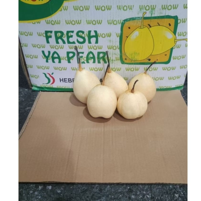 

pir yalie