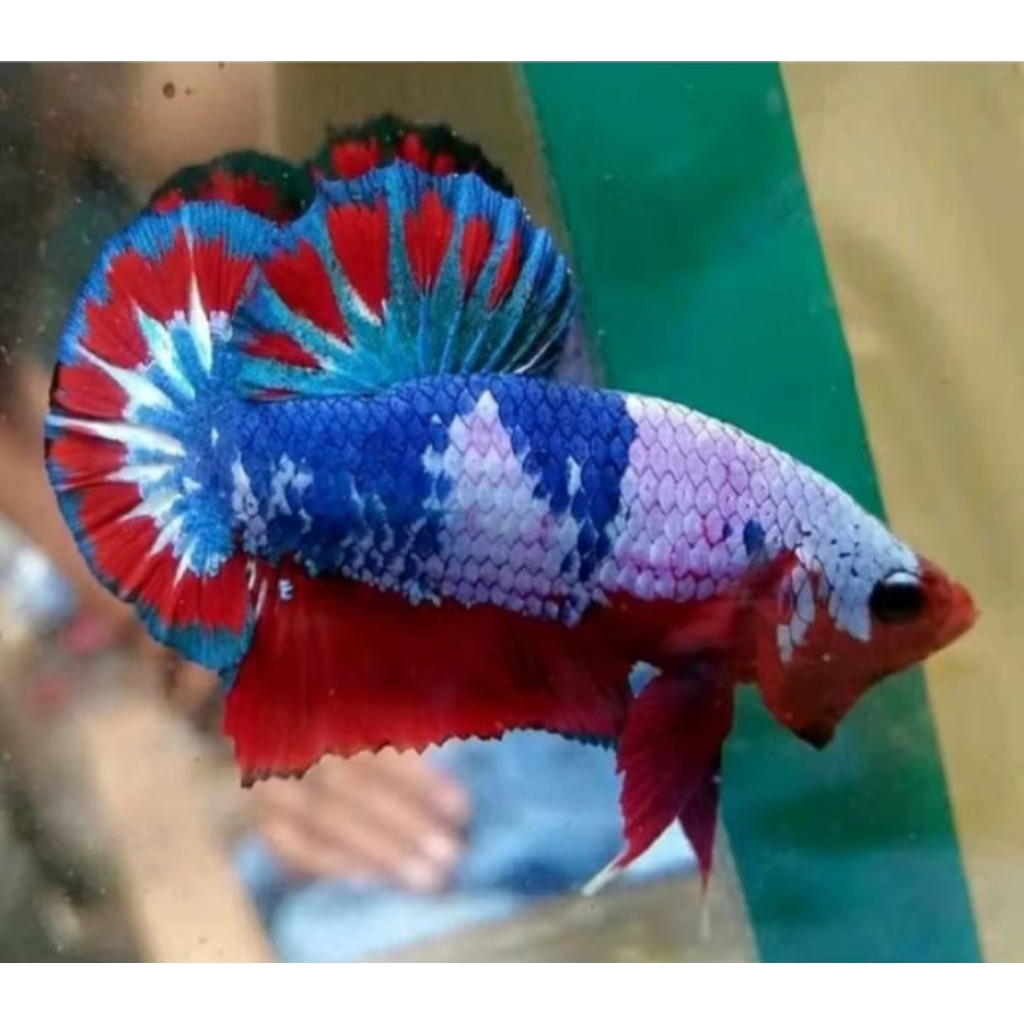 

(GARANSI 100%) Sticker cupang fancy marbel candi full blok size m++/L