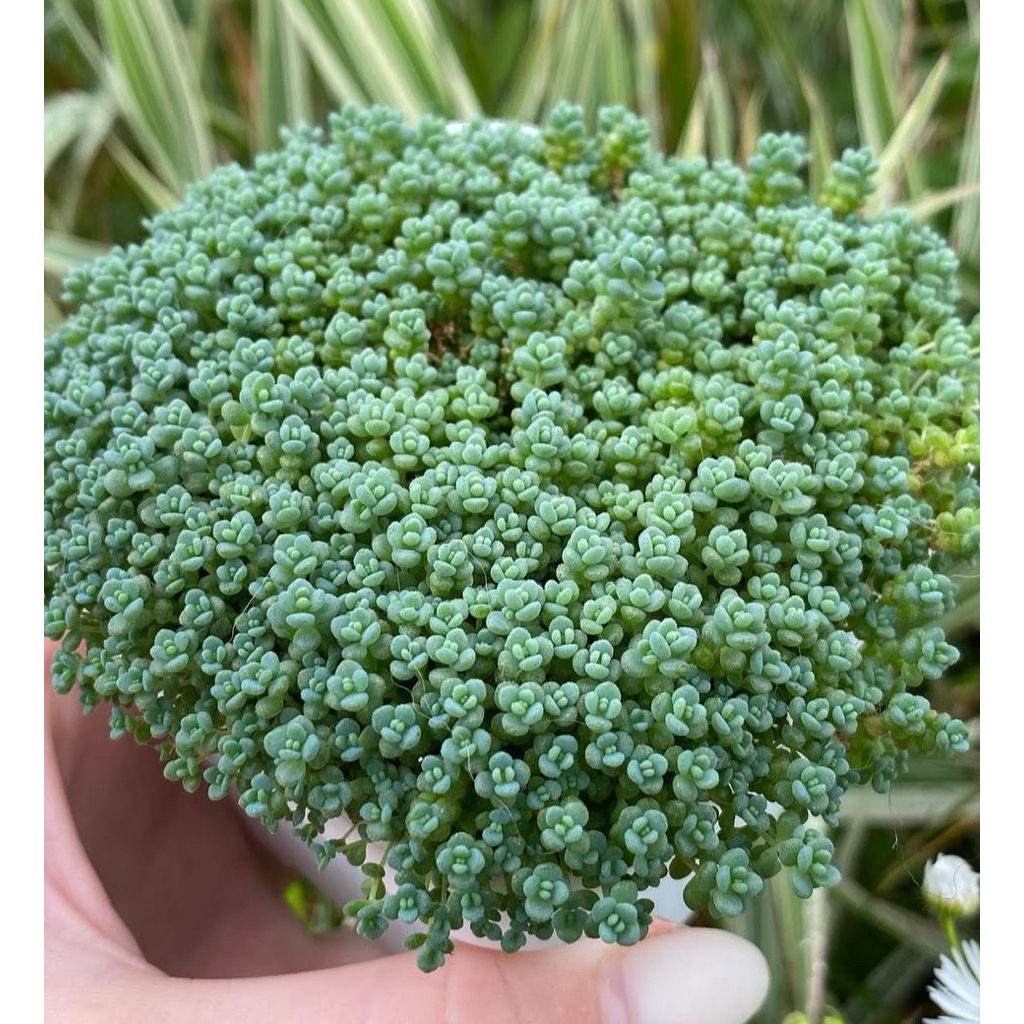 Sedum Dasyphyllum Minor
