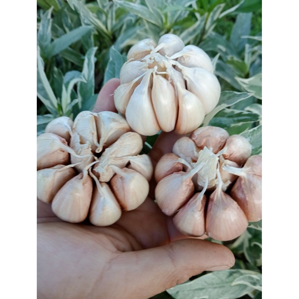 

bawang putih asli kering