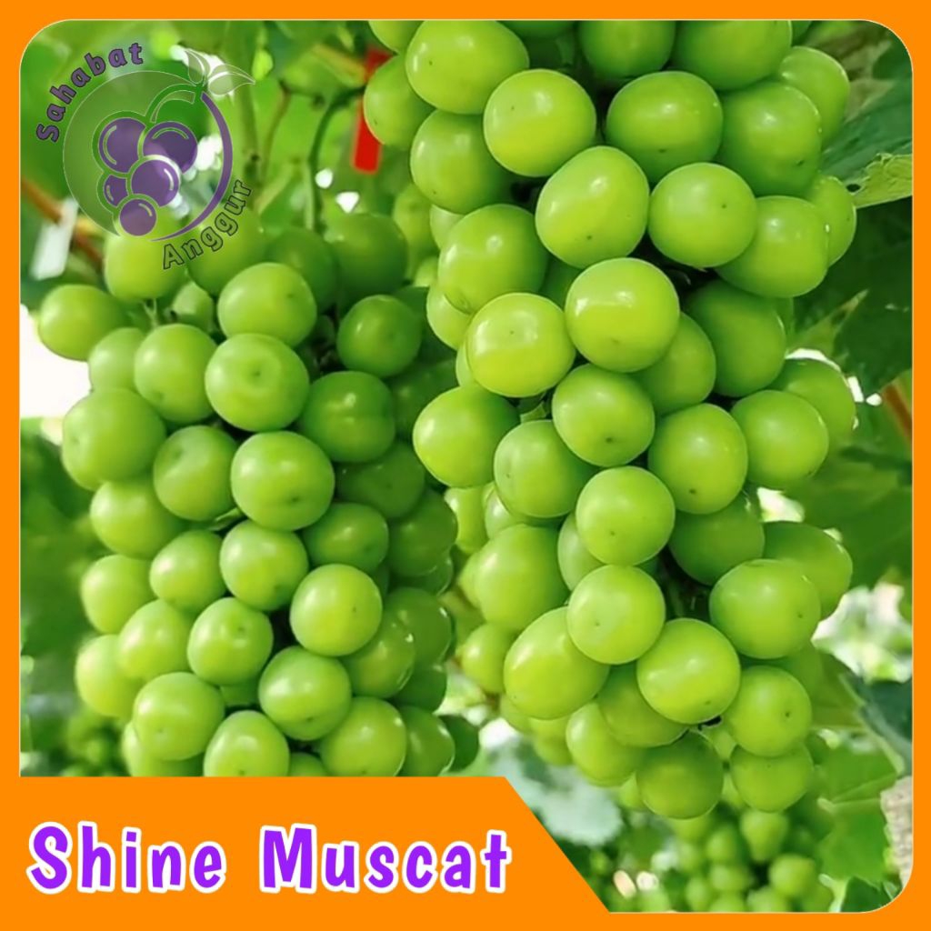 Bibit Anggur Import Shine Muscat Valid Murah Berkualitas