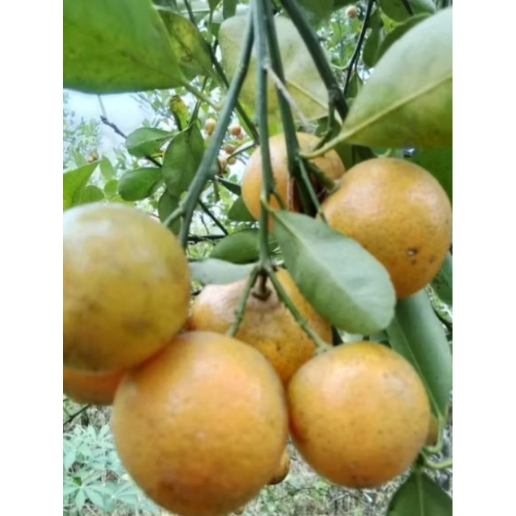 

1.kg jeruk sonkit jeruk kasturi matang segar fress