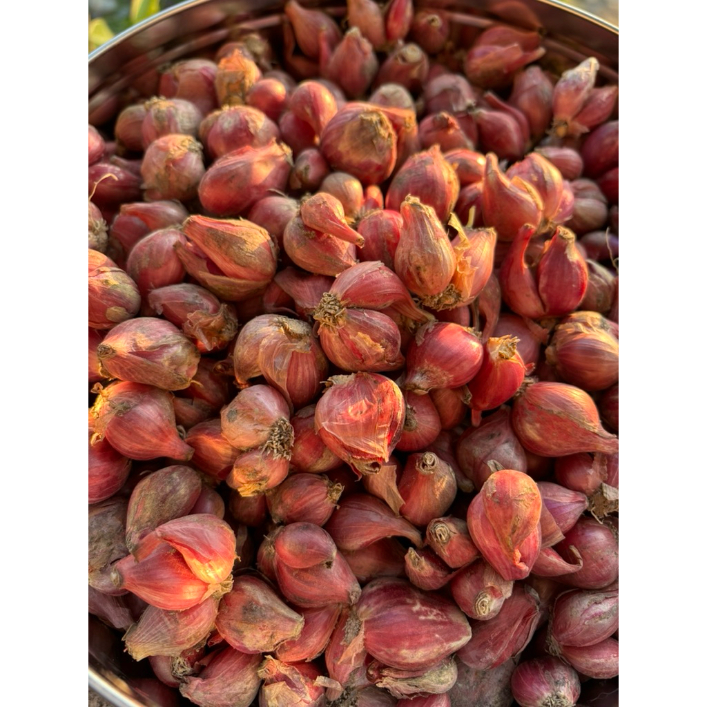 

Bawang Merah Thailand Kering