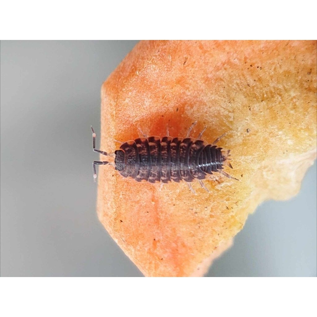 mainan Isopoda Agnaraniae sp