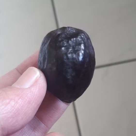 Kemiri Muncang Adu Nyonyo Ori Matang