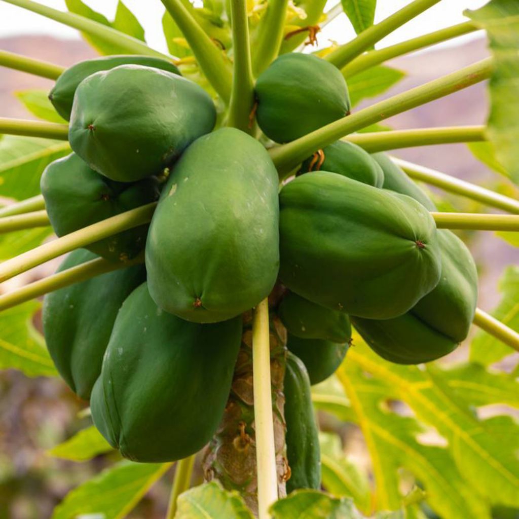 

10 biji buah pepaya super, kering siap tanam