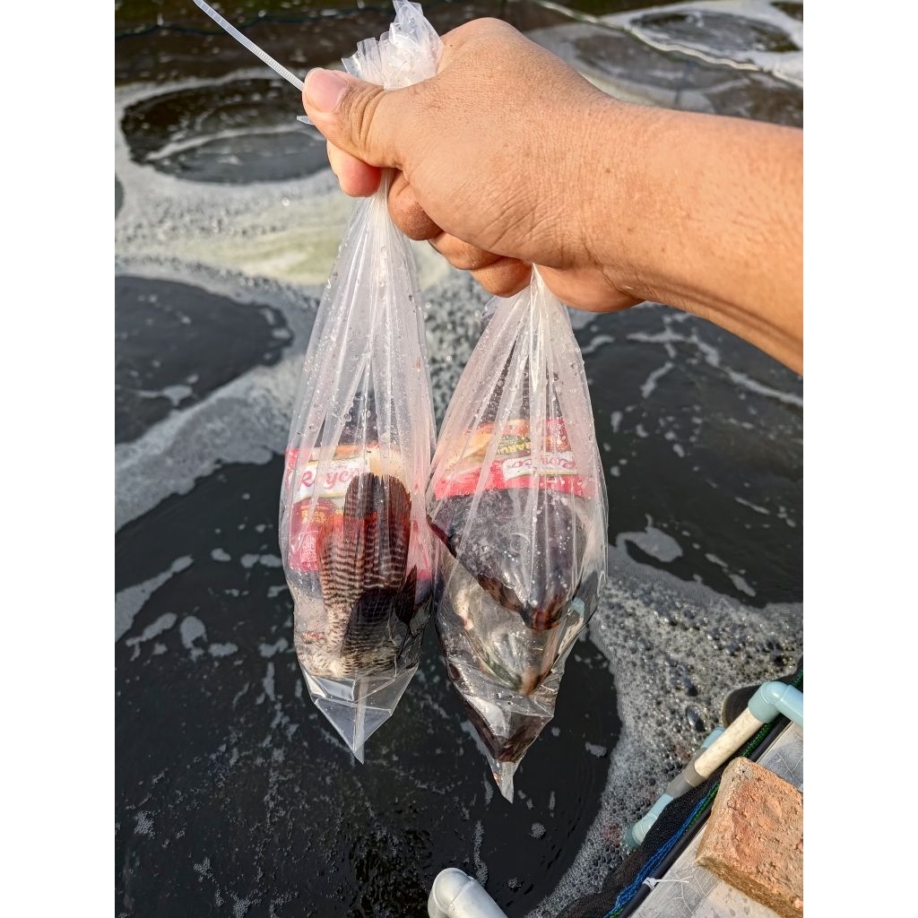 

Ikan Nila 1 Kg di Siangi Cocok untuk nila bakar