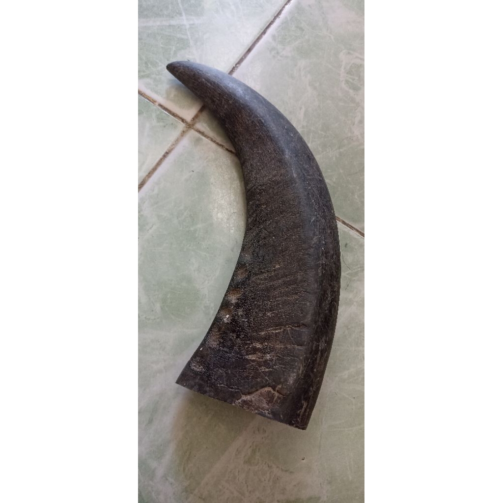 TANDUK KERBAU PADATAN SUPER PREMIUM