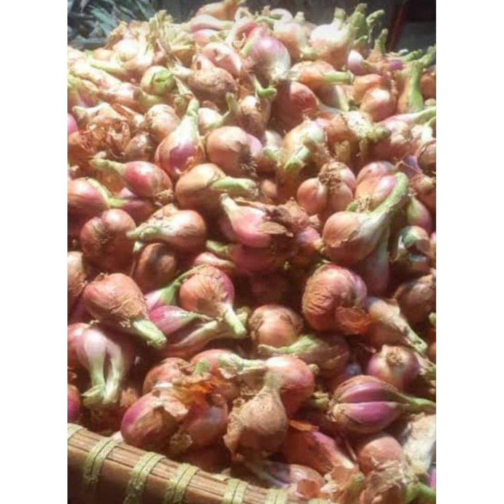 

Bawang Merah Sumenep Mentah Besar 1 kg