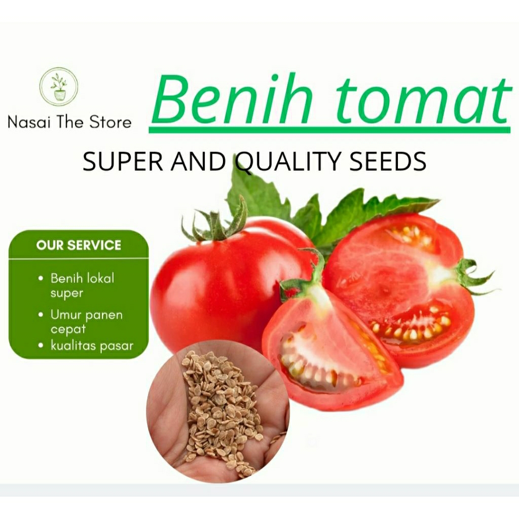 

200>biji tomat jumbo|tomat sayur