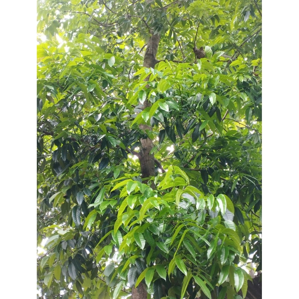 

Daun Mahoni segar 100 lembar. petik saat ada pesanan