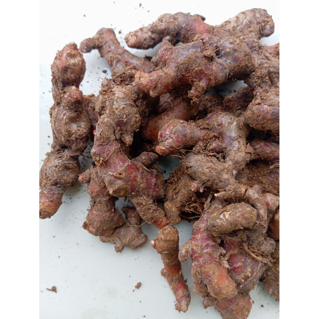 

Jahe merah segar jahe medan 1kg