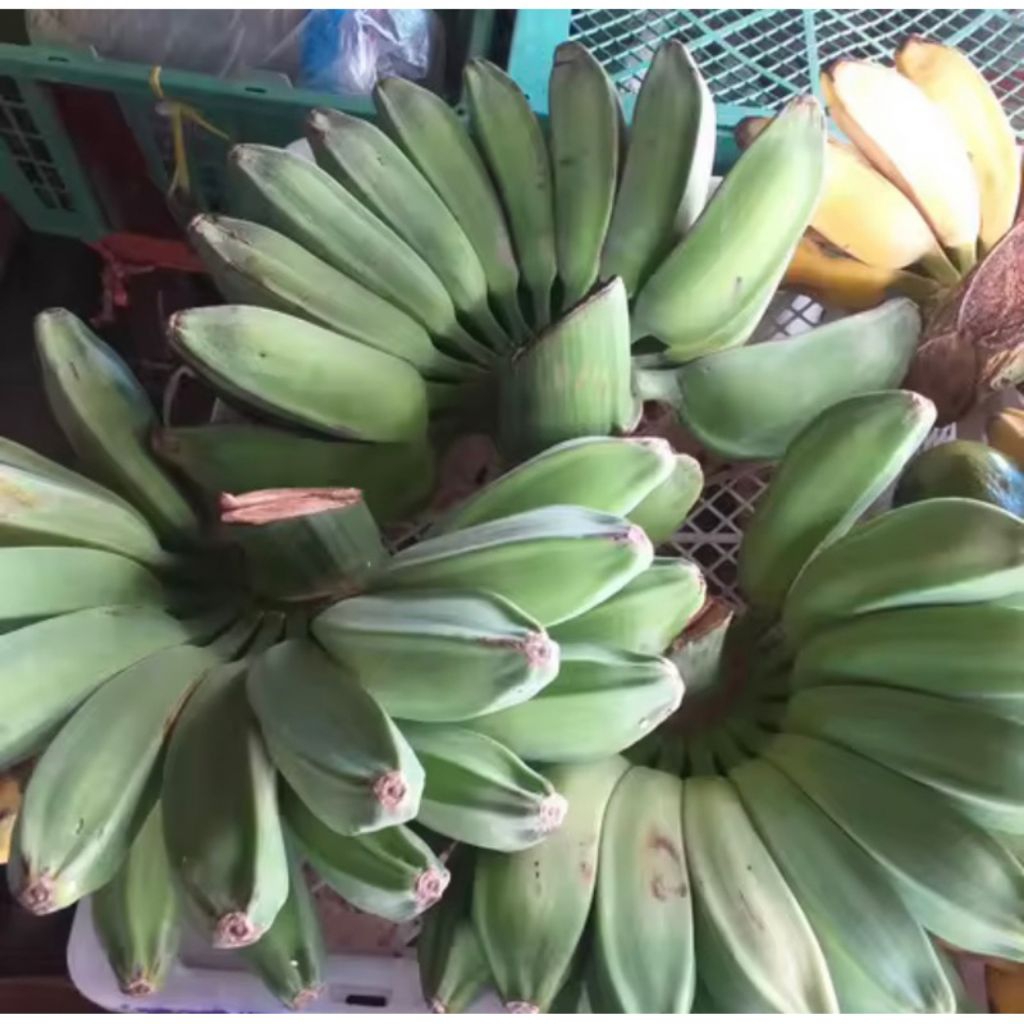 

buah pisang gebok jeli 1 sisir