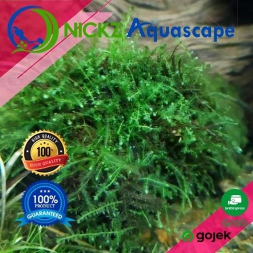 Moss Weeping per 1KG Aquascape