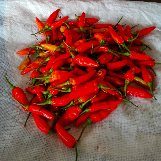 

100gram cabe rawit merah segar petik langsung dari petani