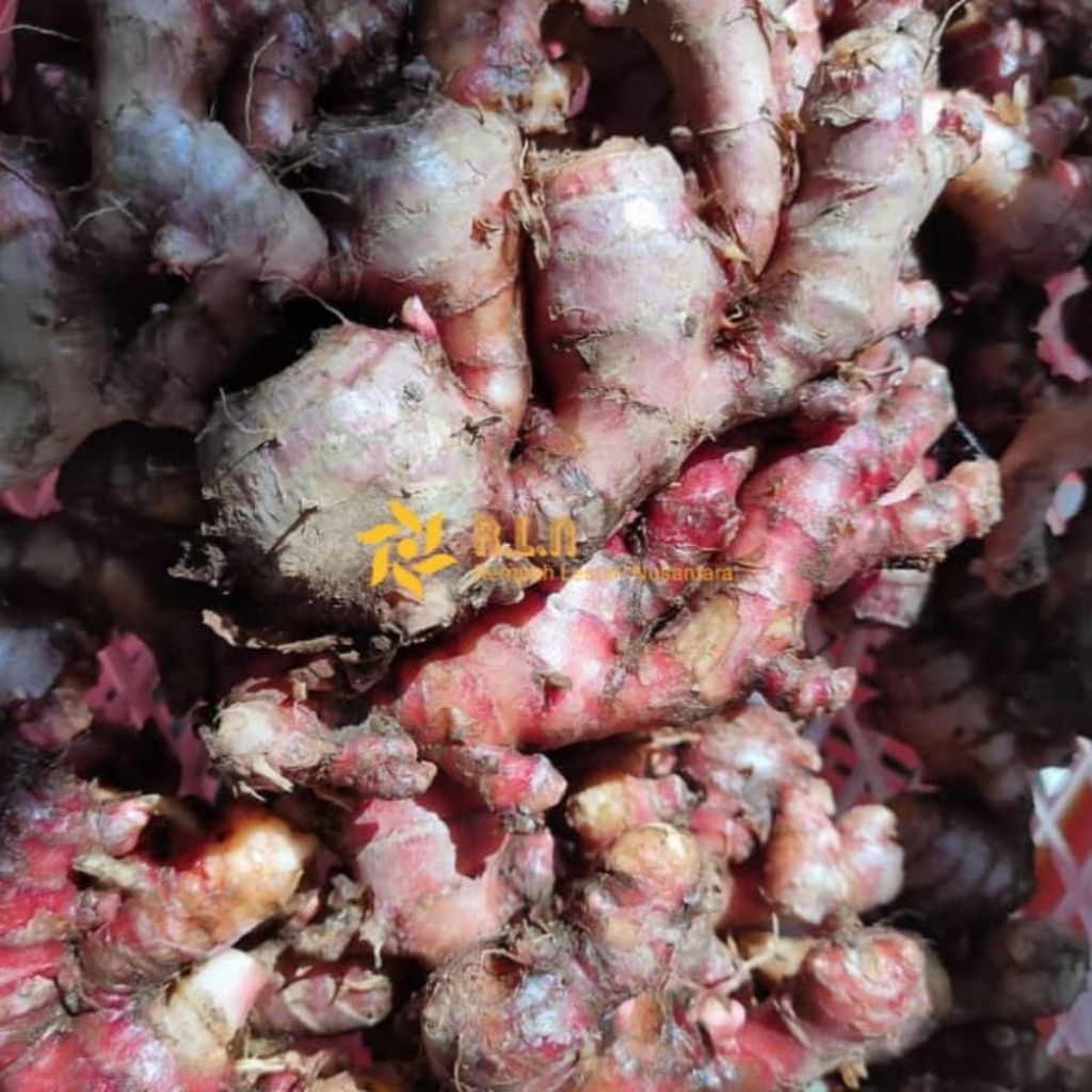 

jahe merah 250 gram