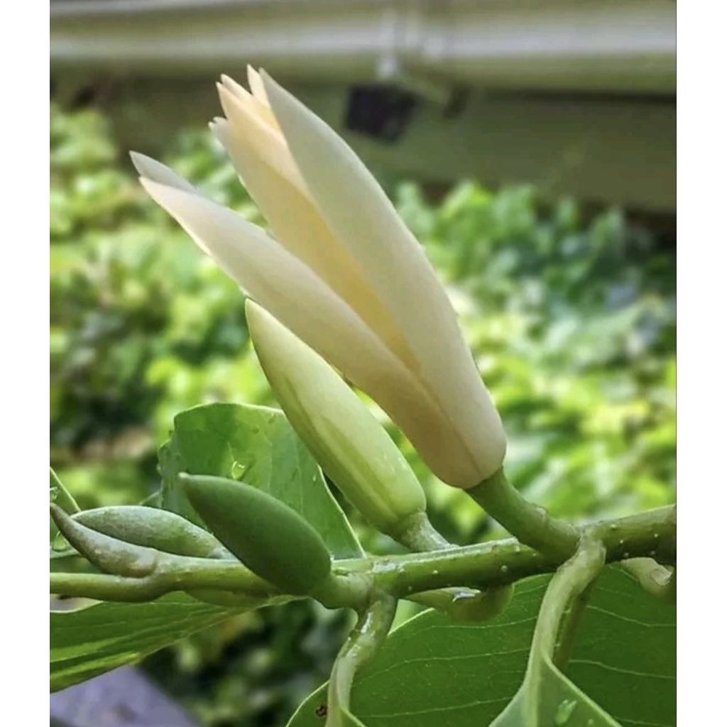 Tanaman Hias Bunga Kantil / Bibit Pohon Bunga Kantil