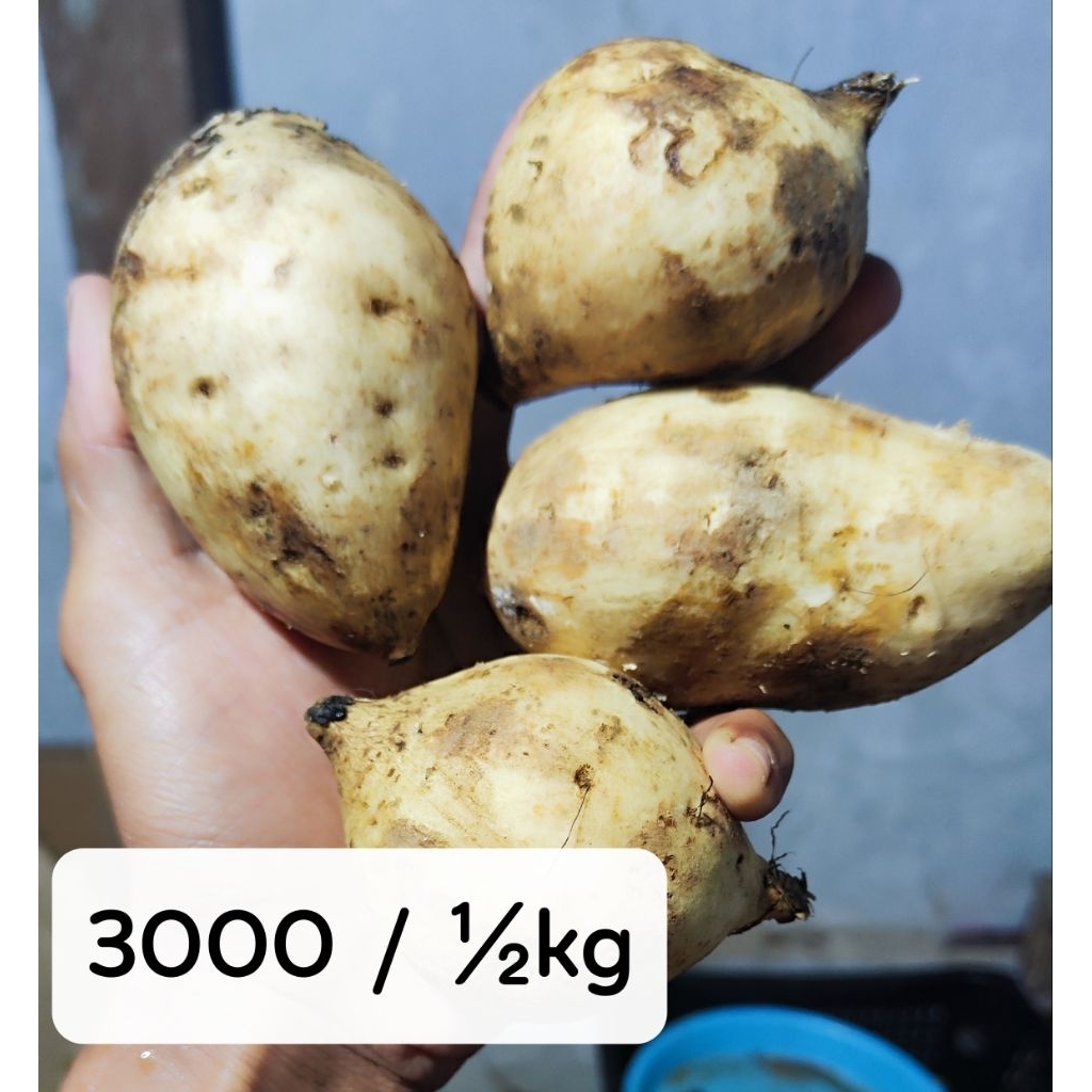 

Ubi Jalar Putih dalam kuning sejenis cilembu ubi ase ace