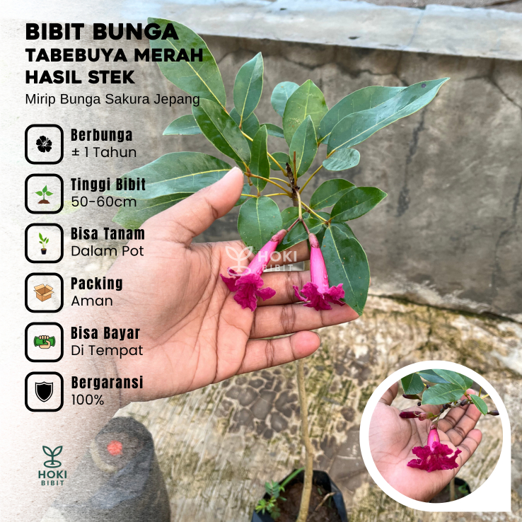 Bibit Bunga Tabebuya Merah Hasil Stek Siap Berbunga