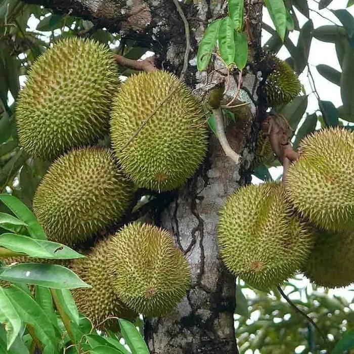 entres durian merah / batang atas durian merah / mata tunas durian merah