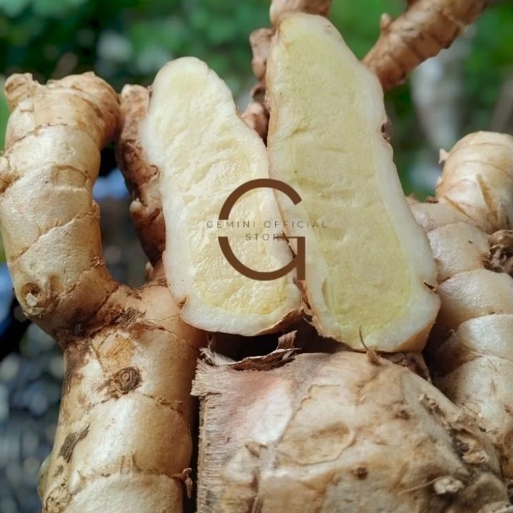

KUNYIT PUTIH / Temu Putih Segar isi 1 Kg (Curcuma Zodoaria) Koneng bodas segar langsung ambil dari kebun {GOS}.