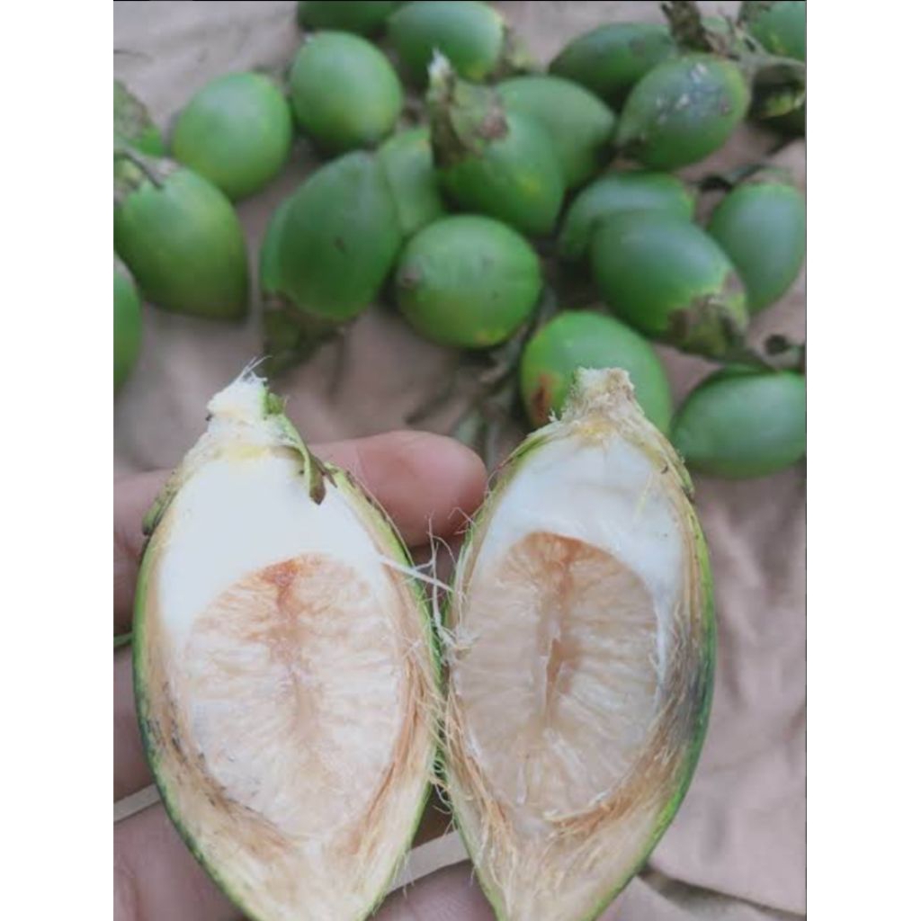 

pinang muda segar 500grm