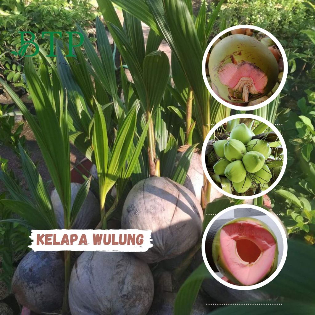 Bibit kelapa hijau berserat merah herbal segala penyakit