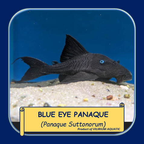 IKAN HIAS AIR TAWAR - PLECO BLUE EYE / PLECO BLUE EYED / PLECO VENEZUELAN BLUE EYE PANAQUE / PLECO S