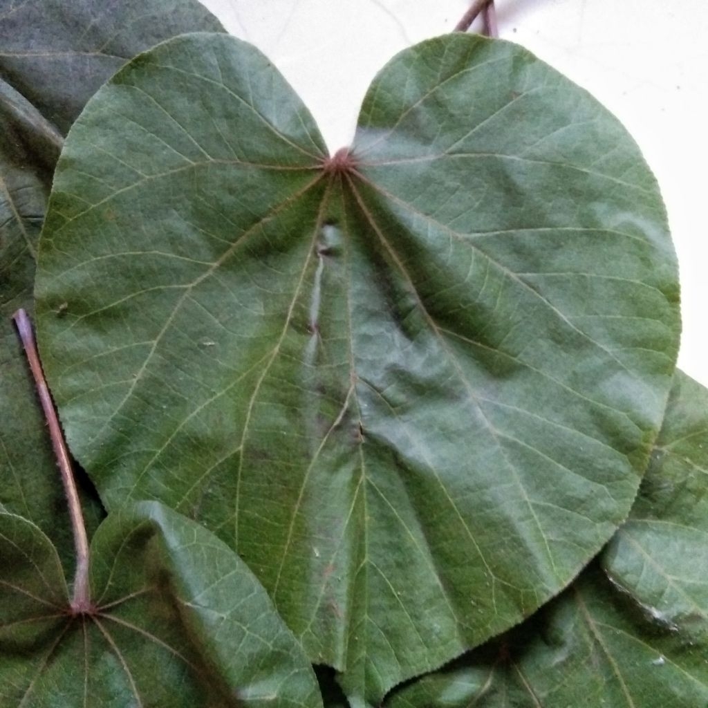 

Daun Waru Segar 1 Kg