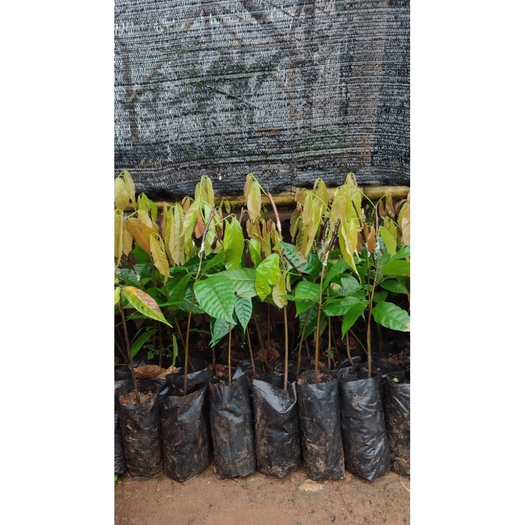 Bibit Kakao MCC02