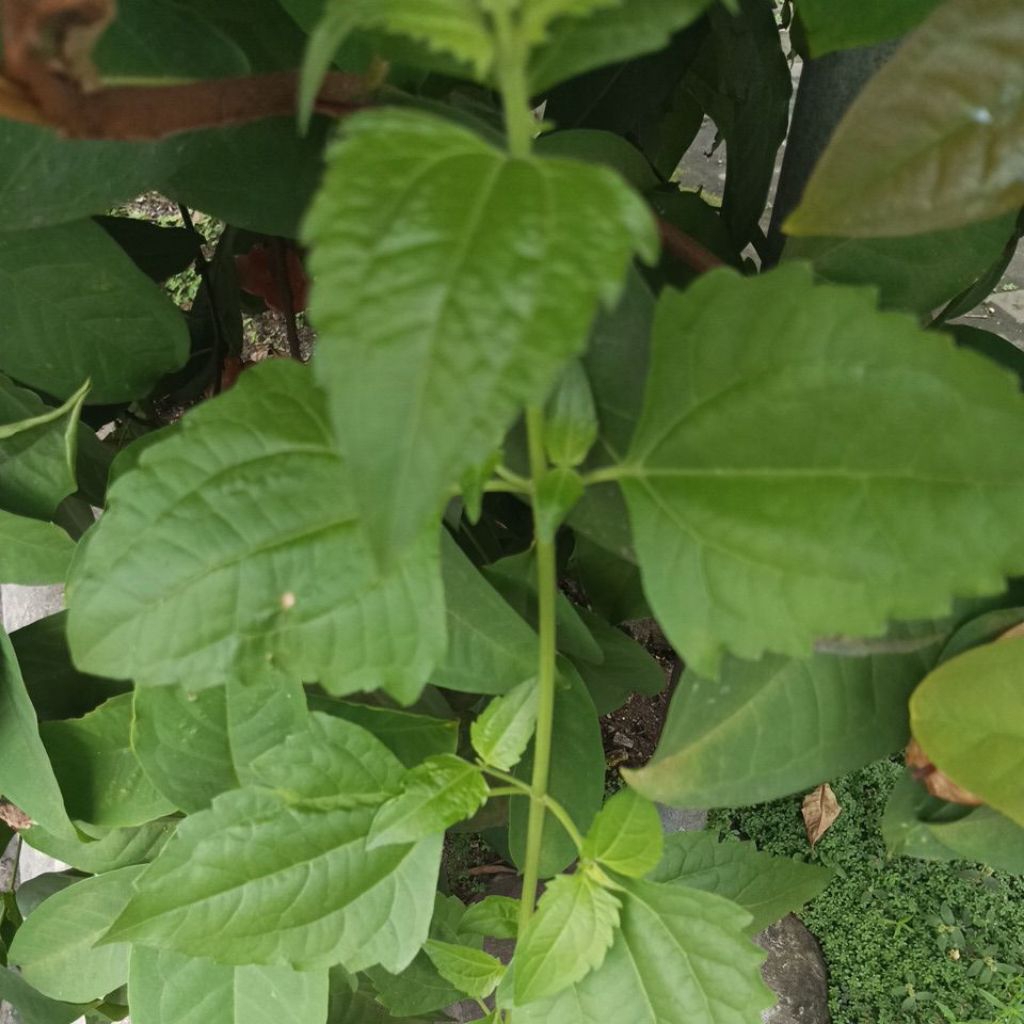 

Daun Kopasanda/Balakacida 200 g Obat Kista.