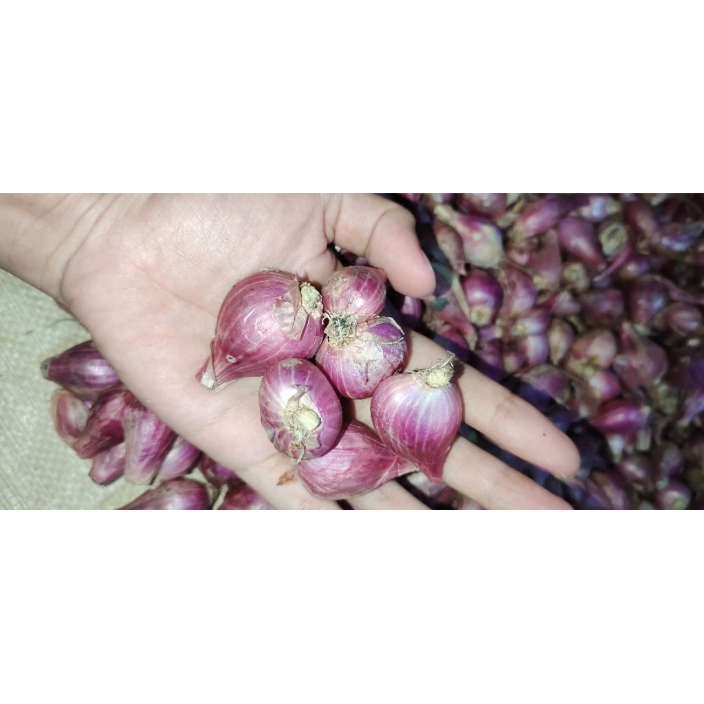 

bawang merah kering besar