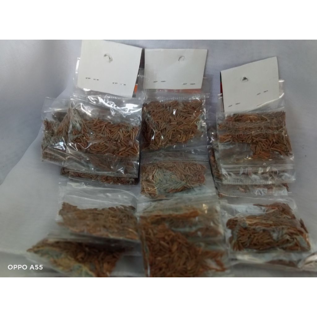 

jinten renceng / jinten renteng ecer 1000