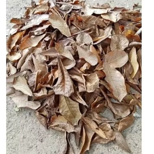 Daun Ketapang daun ketapang kering daun Ketapang kering obat ikan cupang Duan Ketapang kering