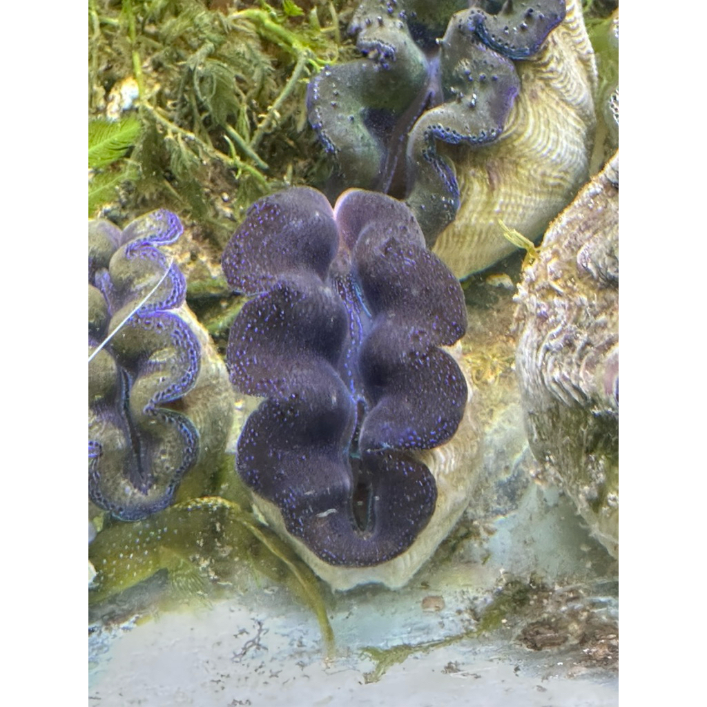 kerang kima filter feeder filter air laut alami