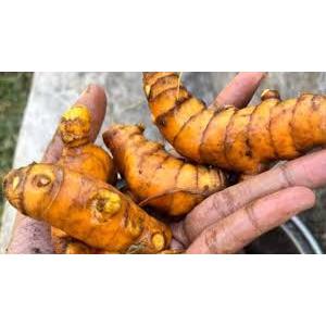 

Kunyit/kunir segar 1000 gram (SUPER)