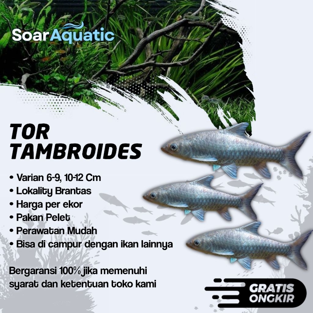 JUAL BLUE TOR TAMBROIDES TANK MATE MAHSER