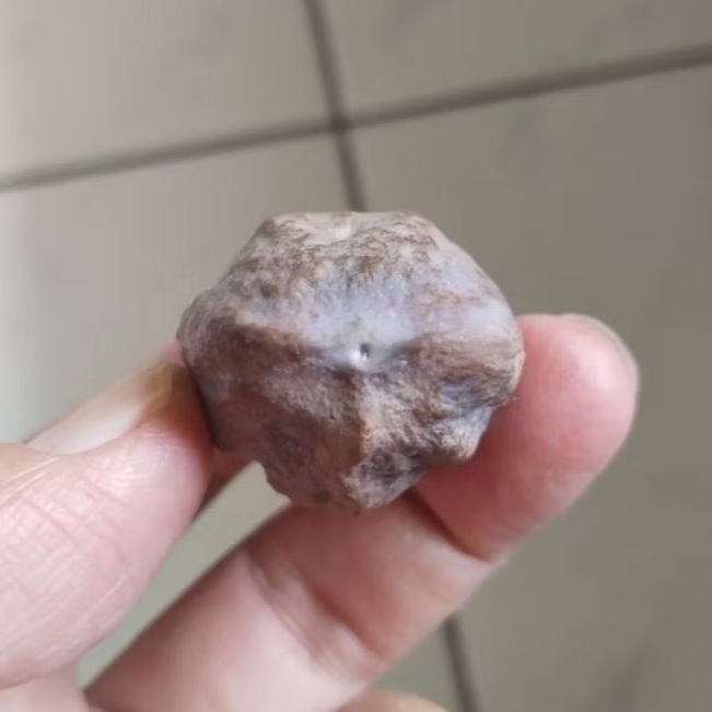 Kemiri Adu Muncang Adu Obral Yanti Doglas Ori