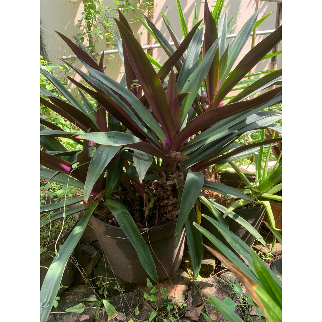 

daun liang teh / jijilan 250 gram