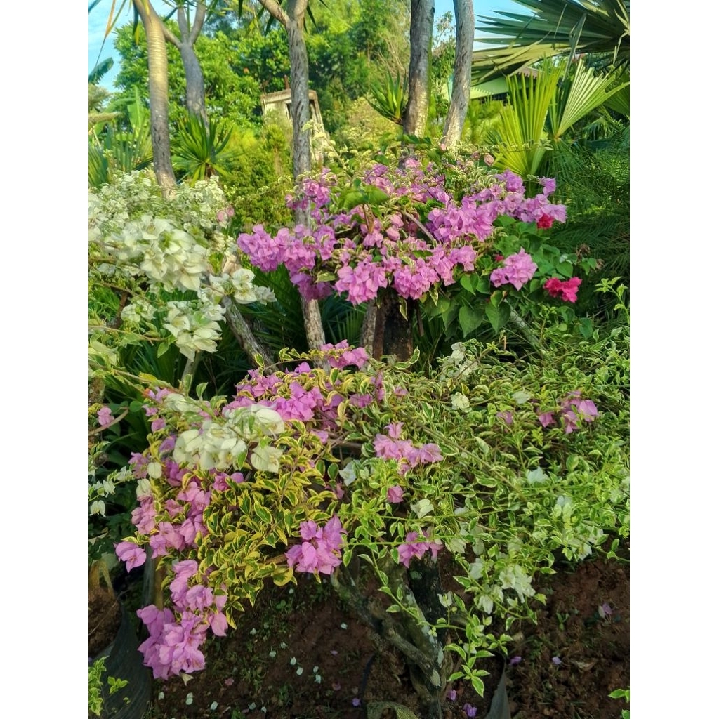 Bonsai bugenvil dua warna bunga 1pohon dua warna bunga bonsai taman bugenvil