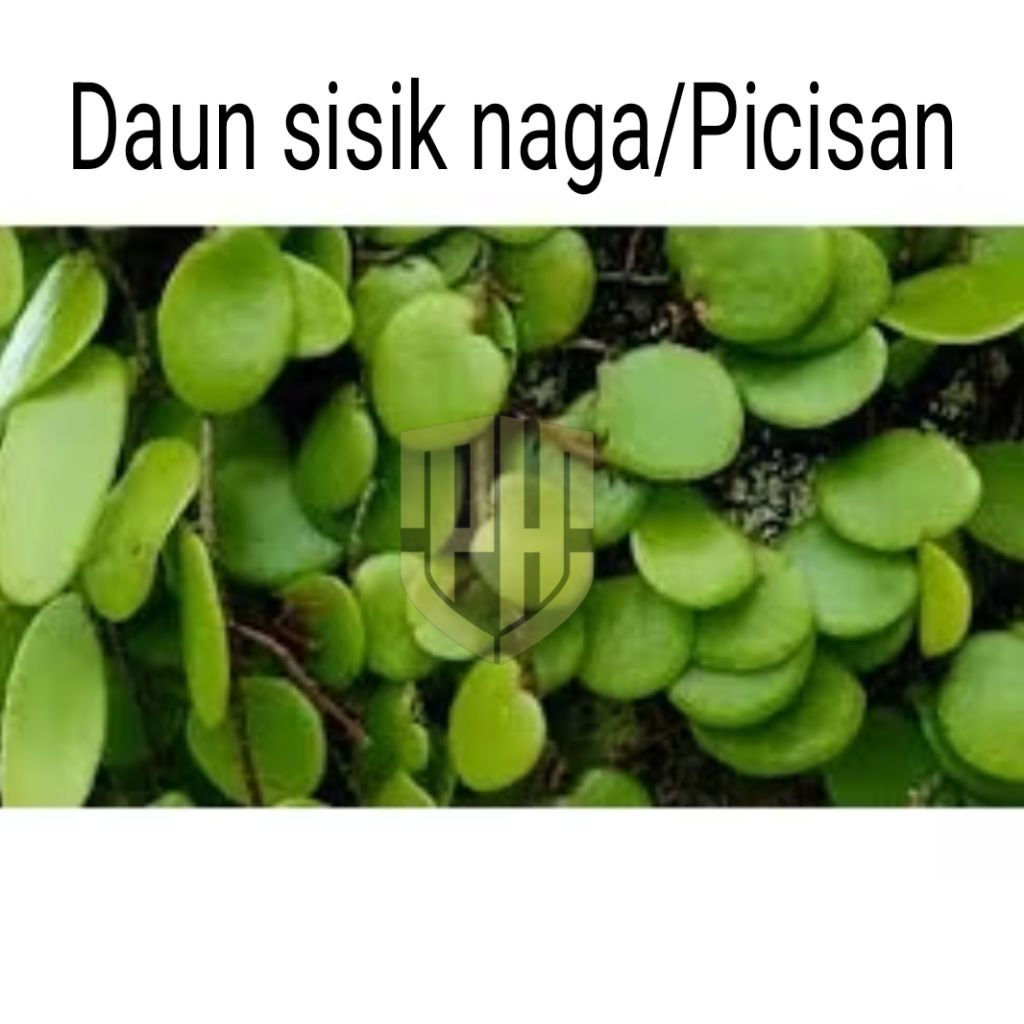 

Daun sisik naga atau picisan segar petik langsung 1 kg