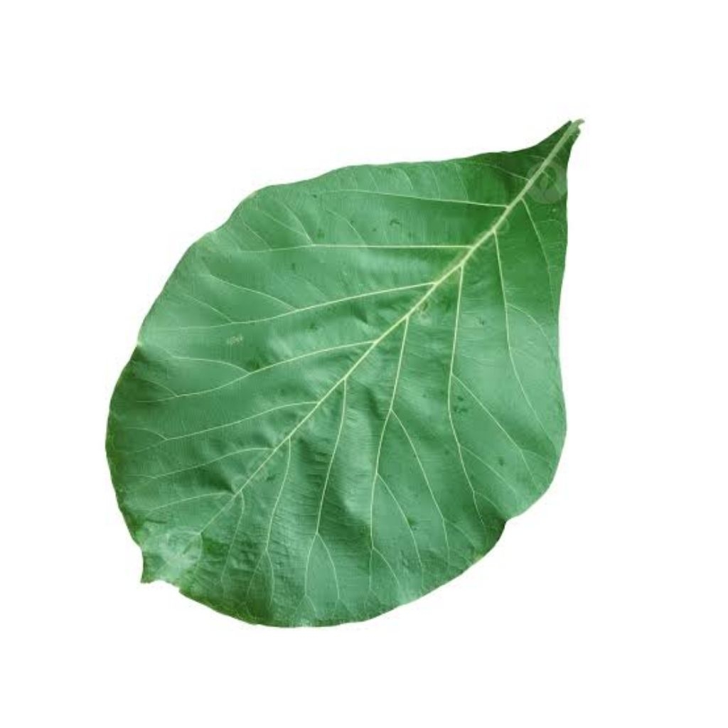 

[ANSAS_ID] DAUN JATI SEGAR FRESH LANGSUNG DI PETIK DARI POHON