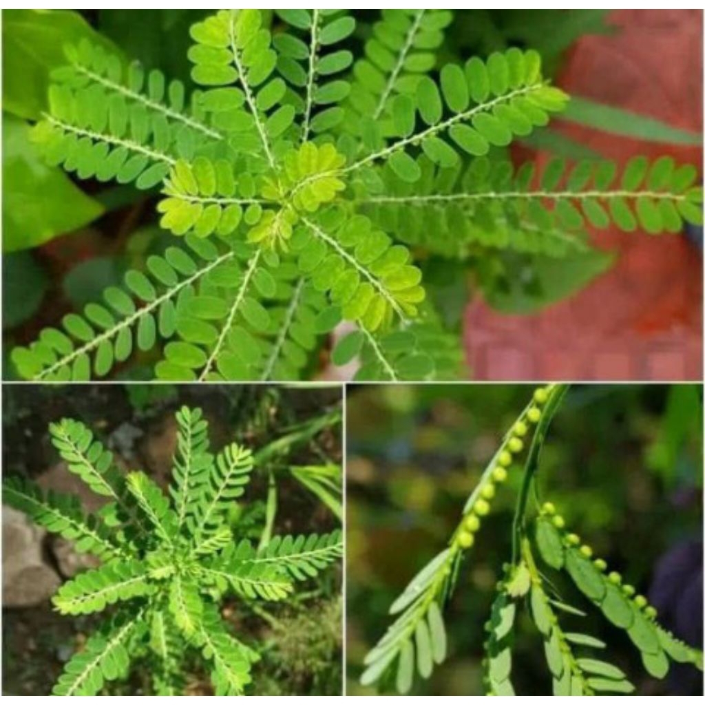 

Daun Meniran Untuk Asam Urat 250 gram