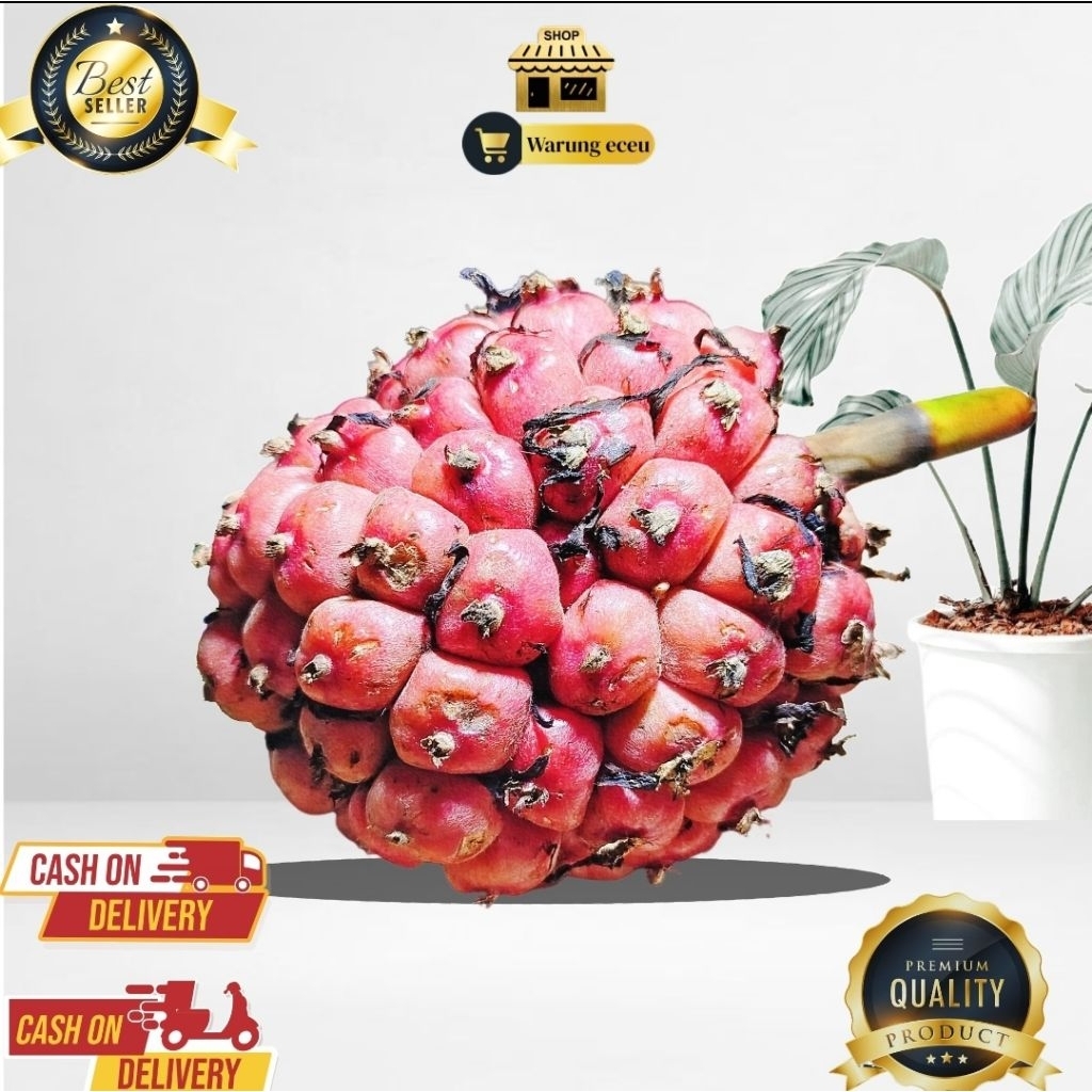 

PROMO Buah honje | Buah kecombrang segar 500G Terlaris kualitas Terjamin Organik YA