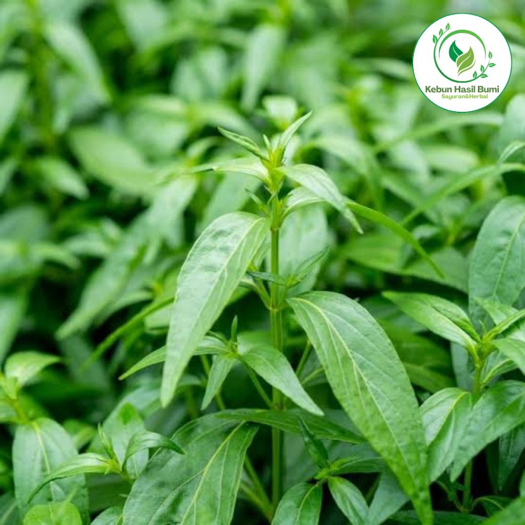 

Daun Sambiloto Segar Herbal Banyak Manfaat 500gr