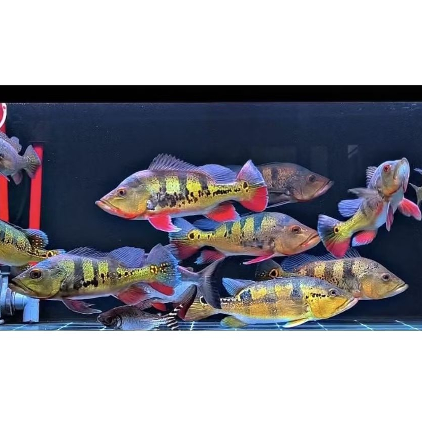 Hiasan Aquarium/ Pbass Mono Jumbo