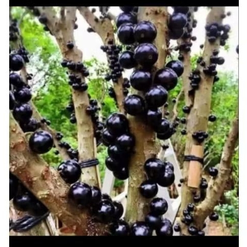 Bibit anggur Brazil kondisi berbunga/berbuah