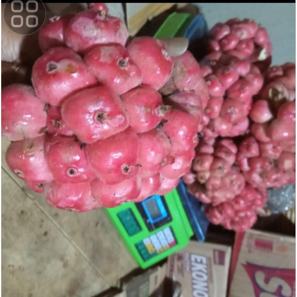 

buah honje segar asli1 kg